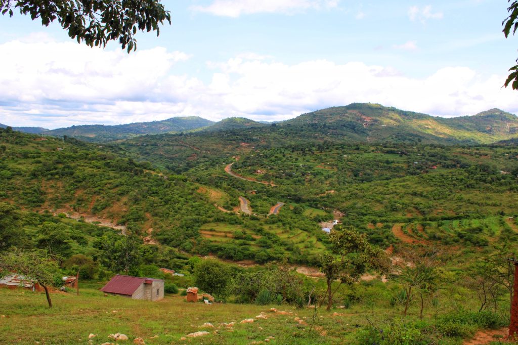 Forestry and climate change