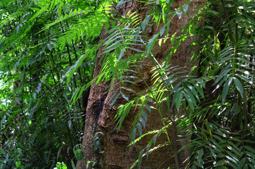 Forestry and climate change