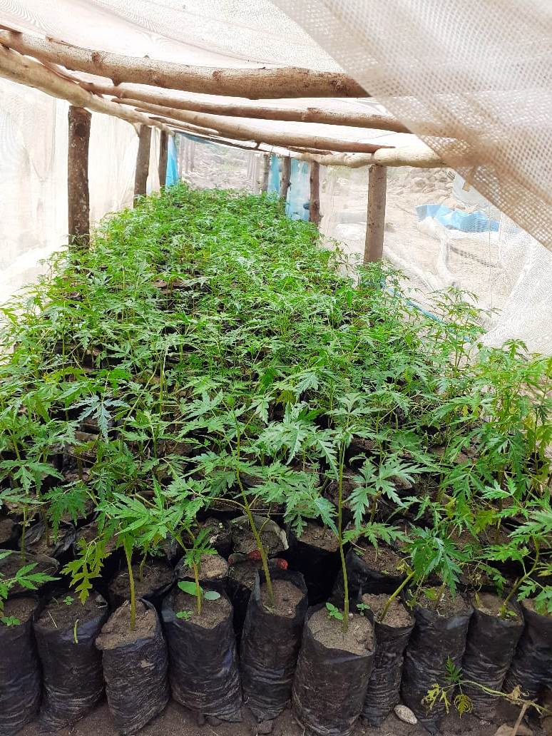 Melia volkensii (Mukau): The complete Guide to Growing, Managing & Uses.