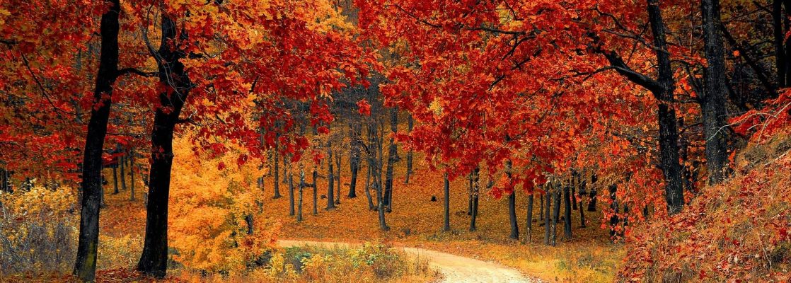 State of the World’s Forests