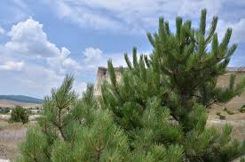 Pine Trees in Kenya