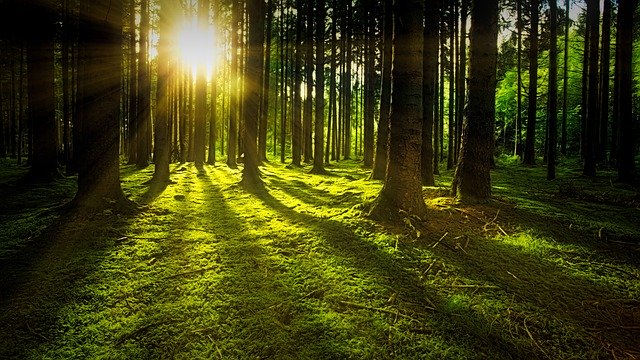 What Is Forestry? Why It Matters More Than Ever in Kenya