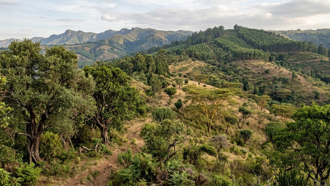 Trees Found in Kenya: Indigenous, Exotic, Their Uses & Identification